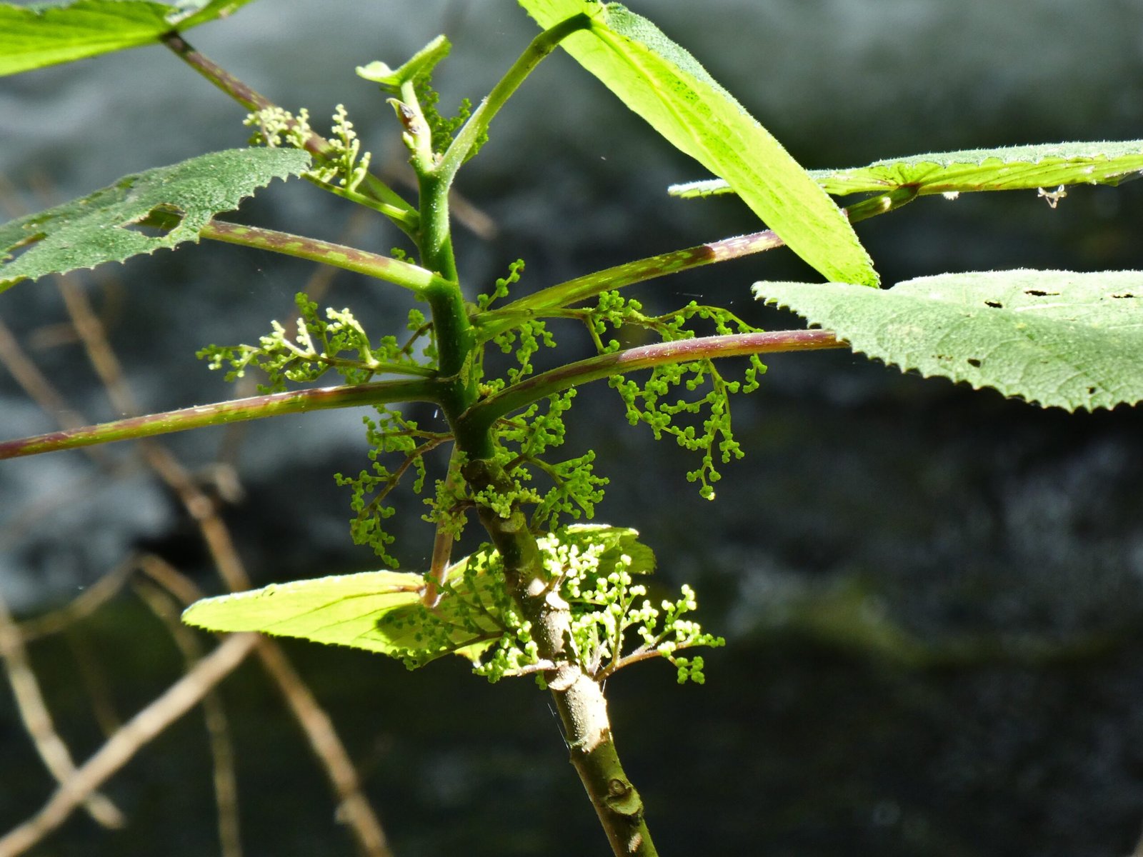 Public Warnings and Safety Measures (image credits: wikimedia)