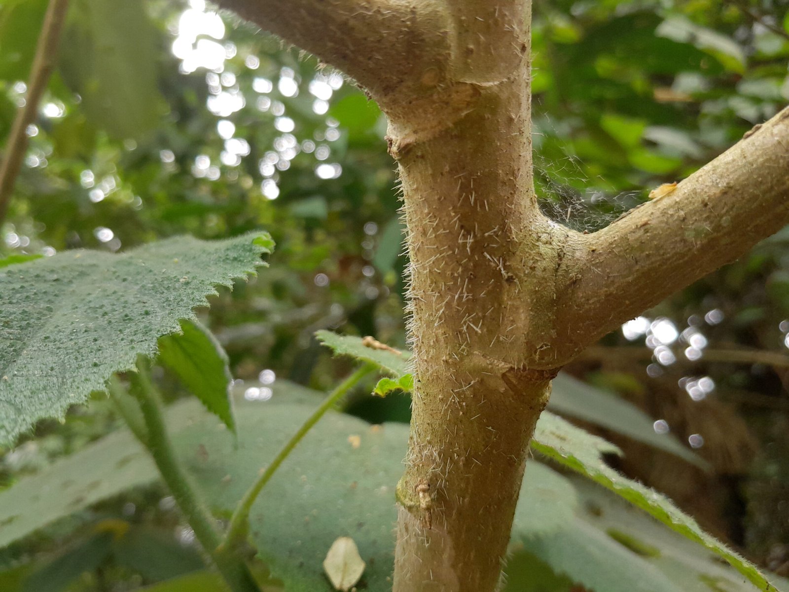 Botanical Relatives: Not Alone in Its Family (image credits: wikimedia)