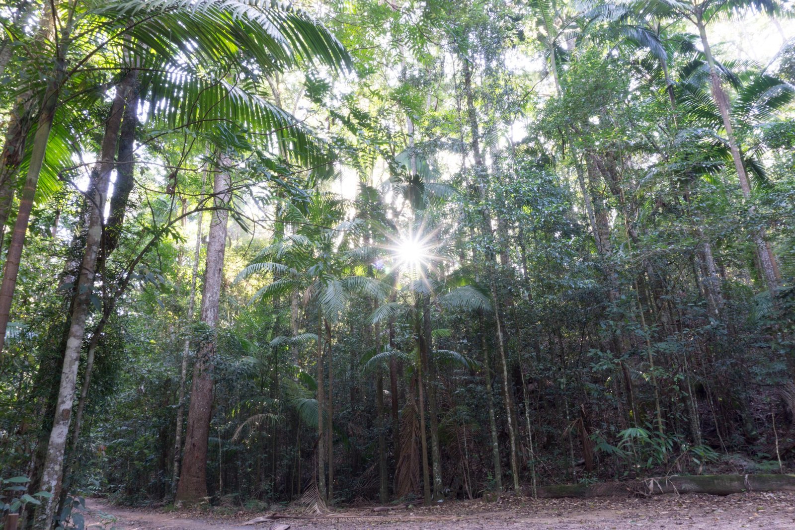 Visiting Queensland’s Rainforests: What to Watch For (image credits: wikimedia)
