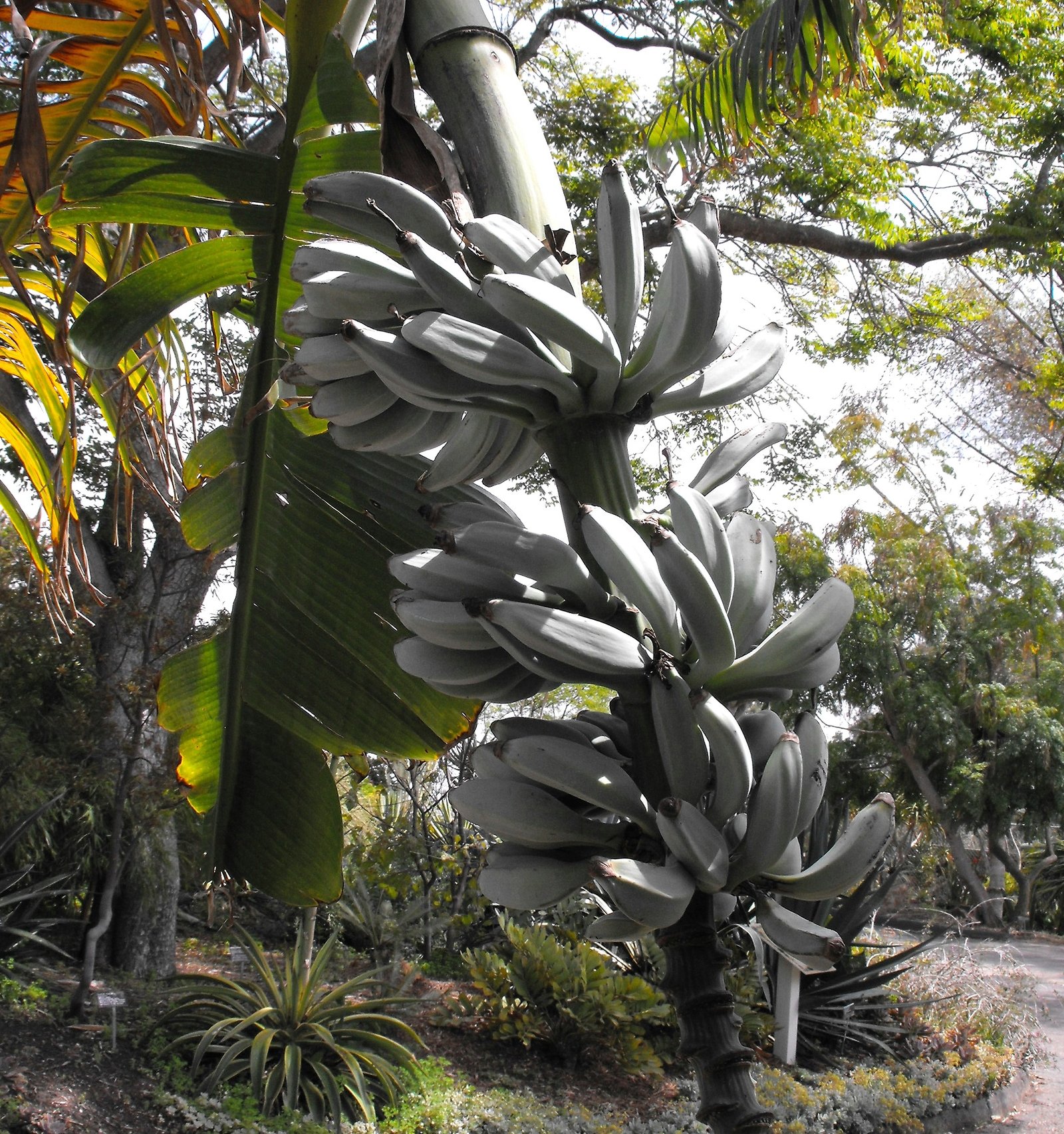 The Blue Java Banana: Nature’s Ice Cream Treat (image credits: wikimedia)