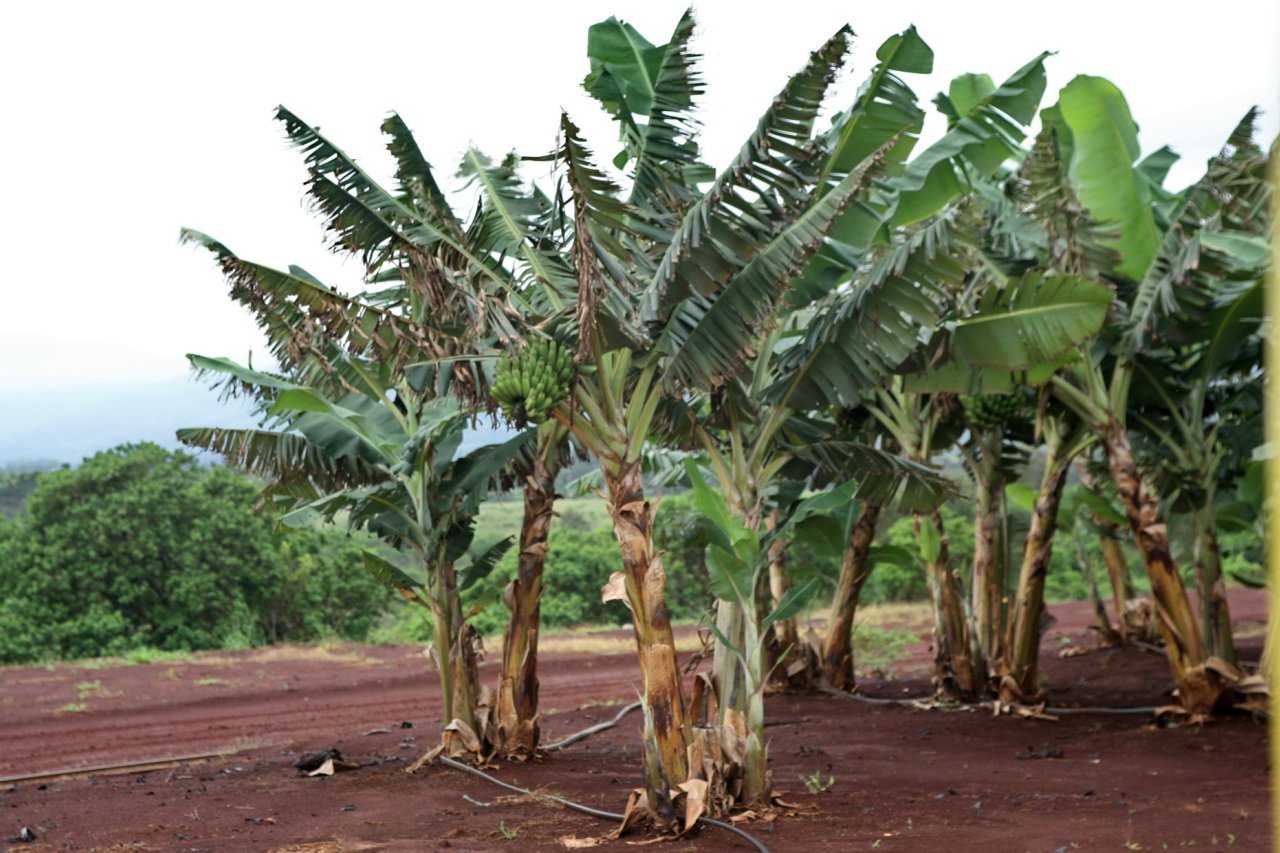 Where Does the Blue Java Banana Grow? (image credits: wikimedia)