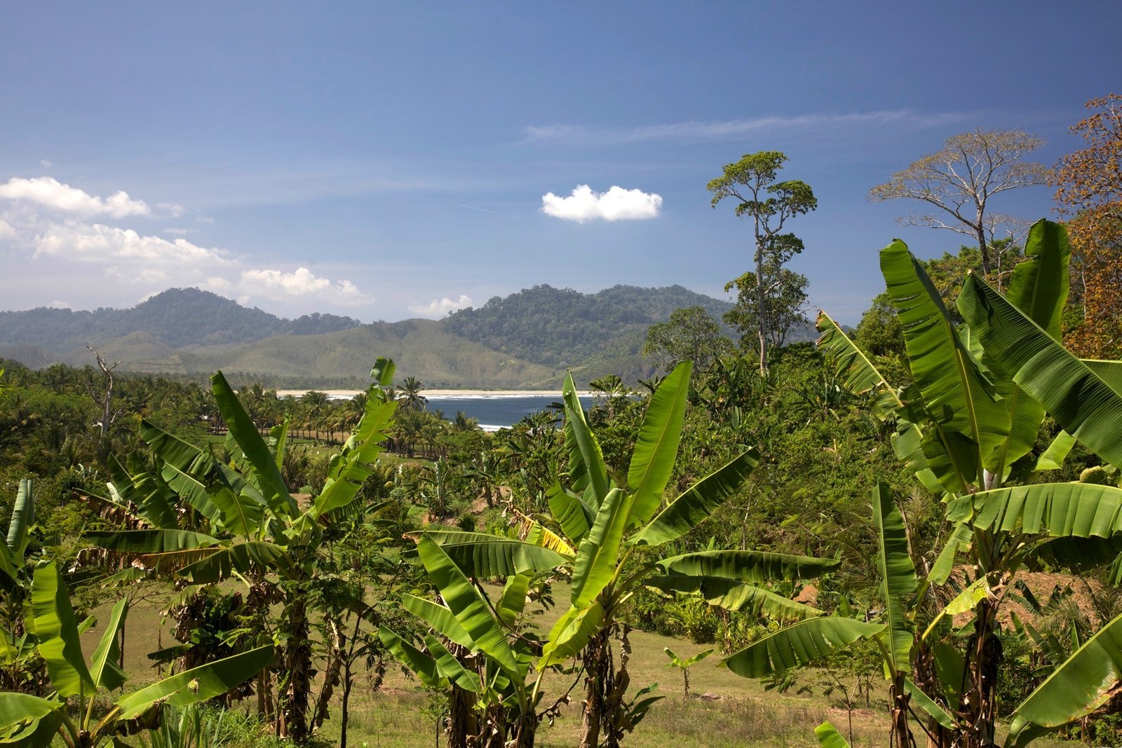 The Nutritional Benefits: More Than Just a Pretty Face (image credits: wikimedia)