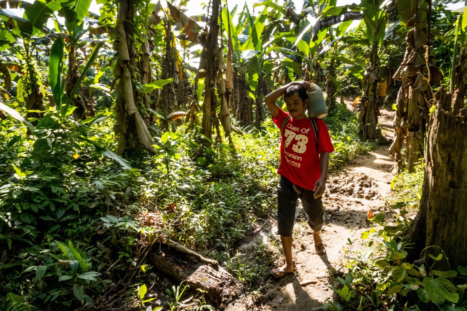 The Role of Bananas in Biodiversity (image credits: wikimedia)