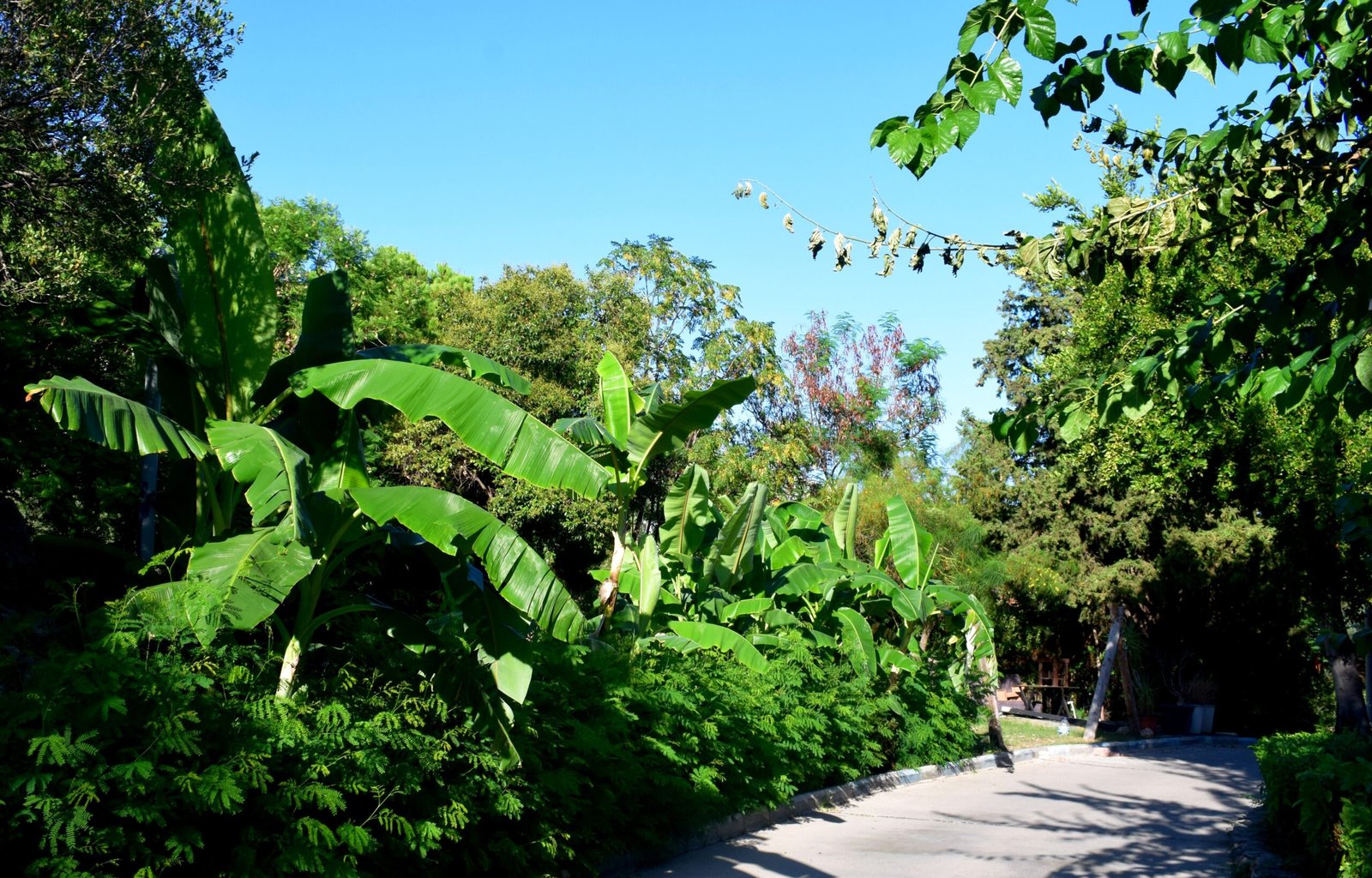 Banana Hybrids: The Evolution of Fruit (image credits: wikimedia)
