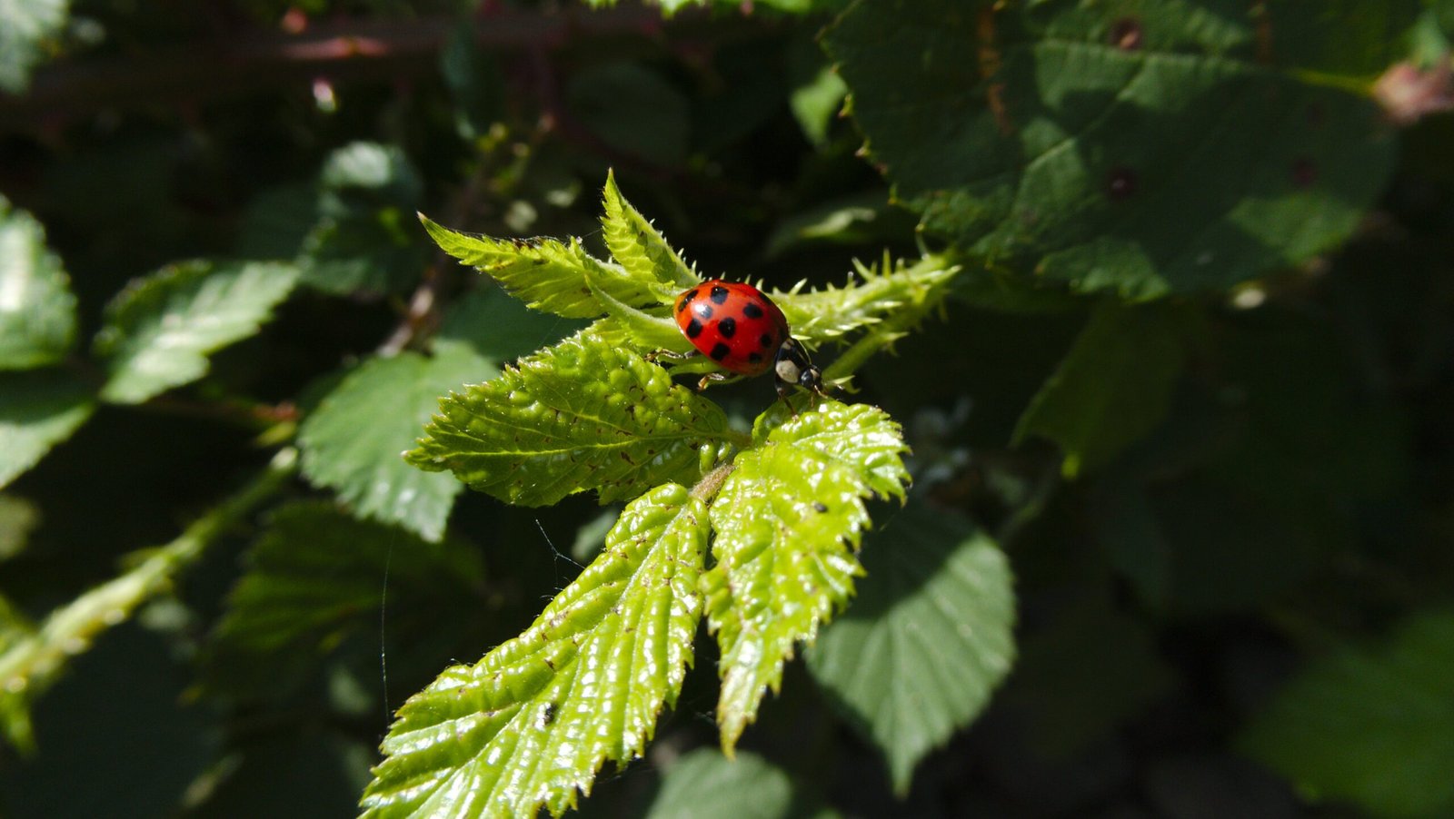 Alarm Calls and Insect Allies (image credits: wikimedia)