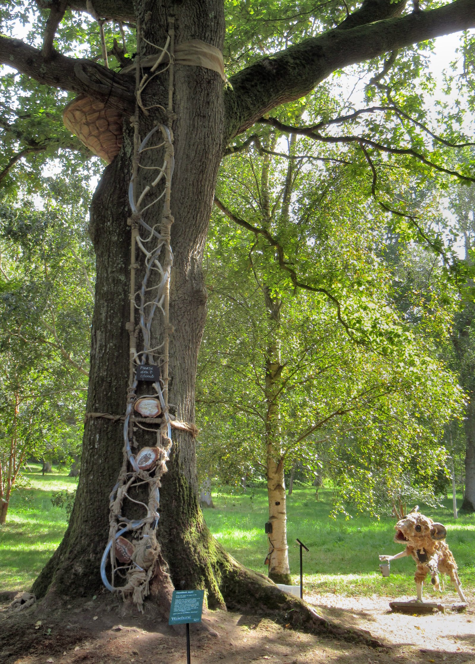 The Role of the Mycorrhizal Network (image credits: wikimedia)