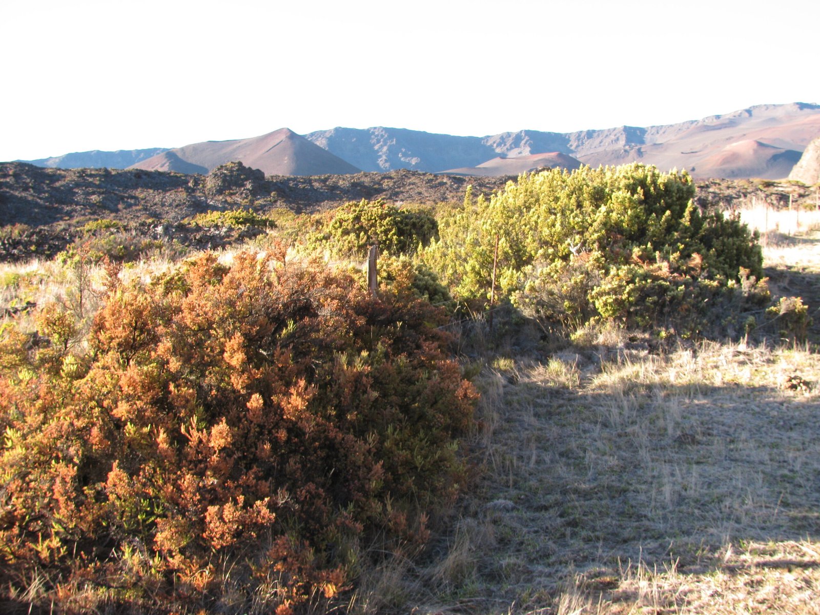 Plants and Stress: Talking About More Than Just Insects (image credits: wikimedia)