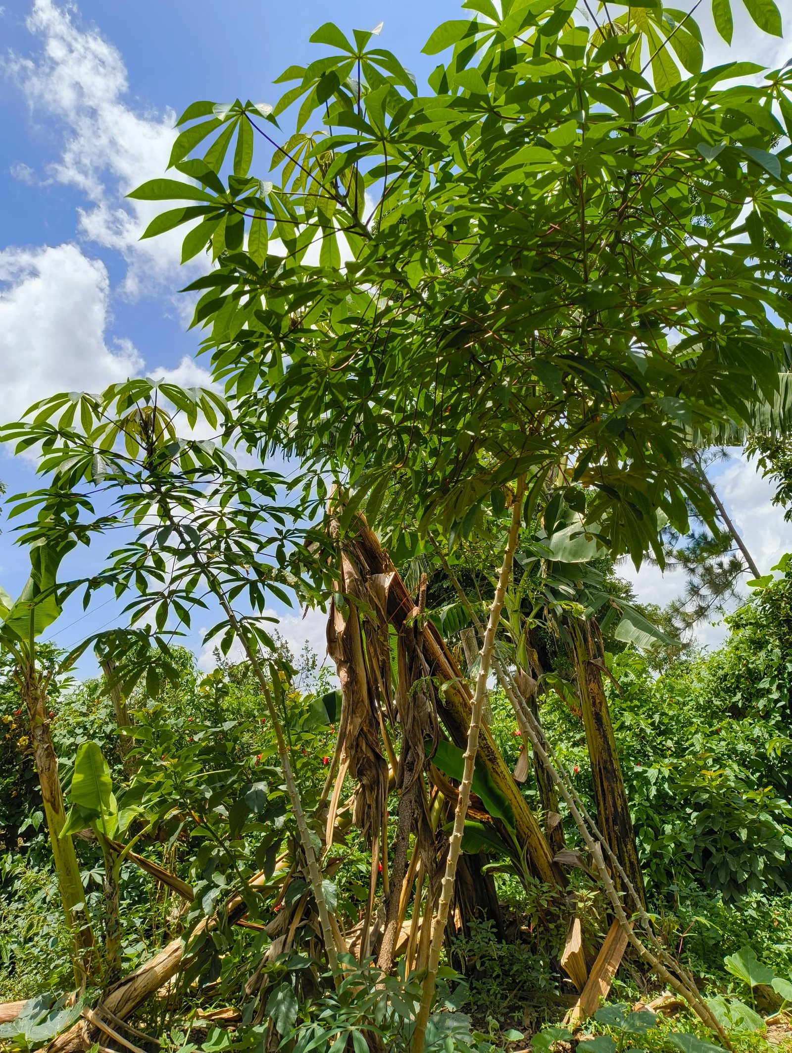 Decoding Plant Signals: The Science Behind the Gossip (image credits: wikimedia)