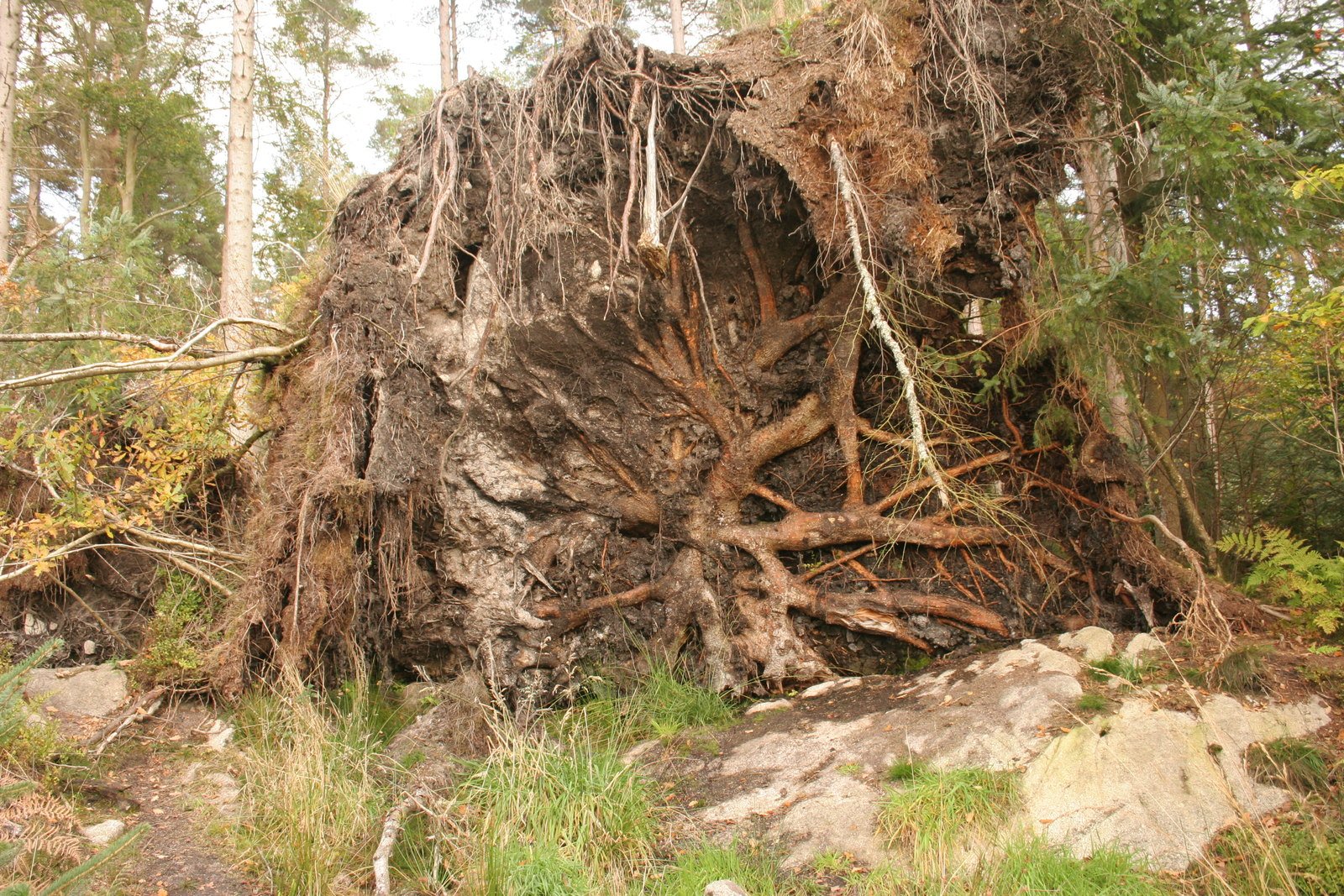 The Secret Lives of Trees (image credits: wikimedia)