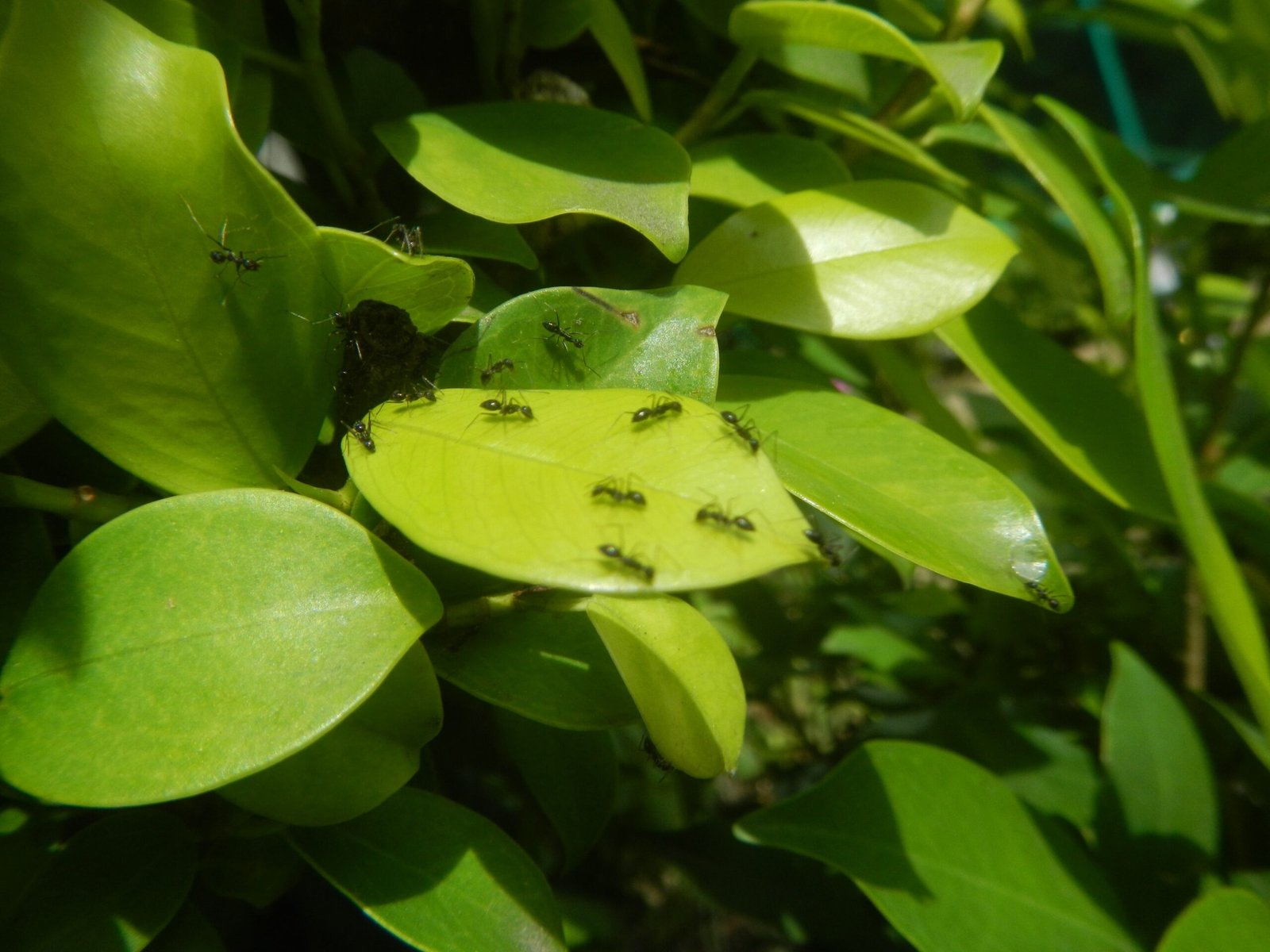 Unexpected Plant Partnerships (image credits: wikimedia)