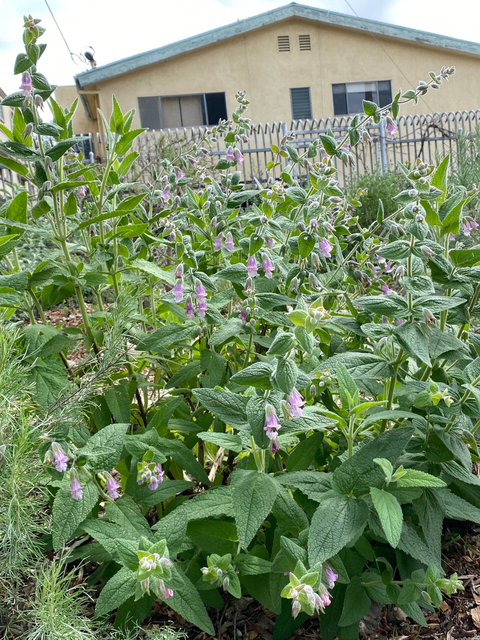 Plants and People: What We Can Learn (image credits: wikimedia)