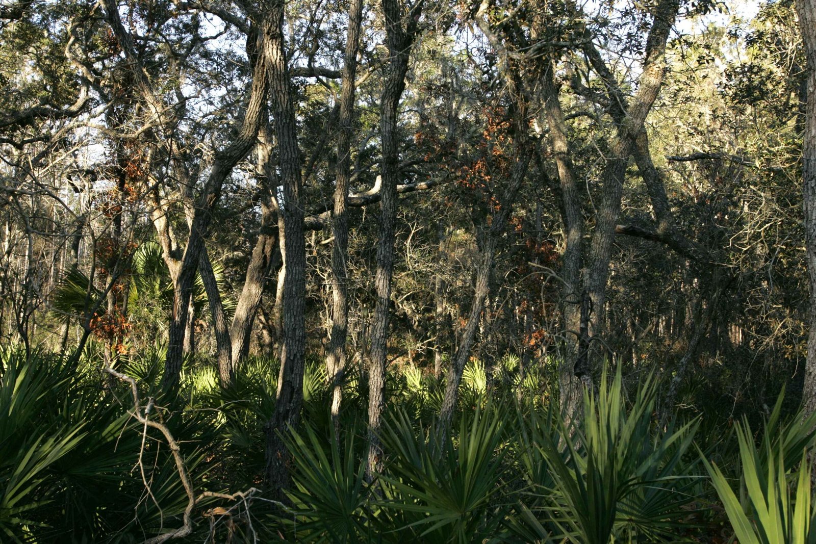 A Living Web of Warnings (image credits: wikimedia)