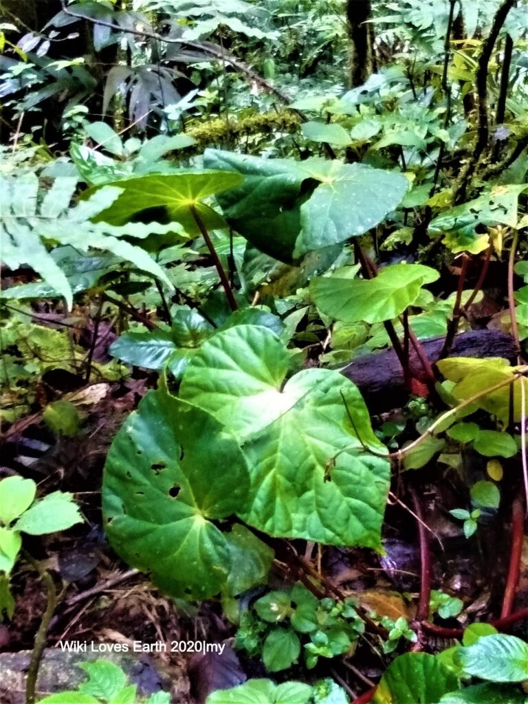 Plants That Gossip: How They Warn Each Other About Danger