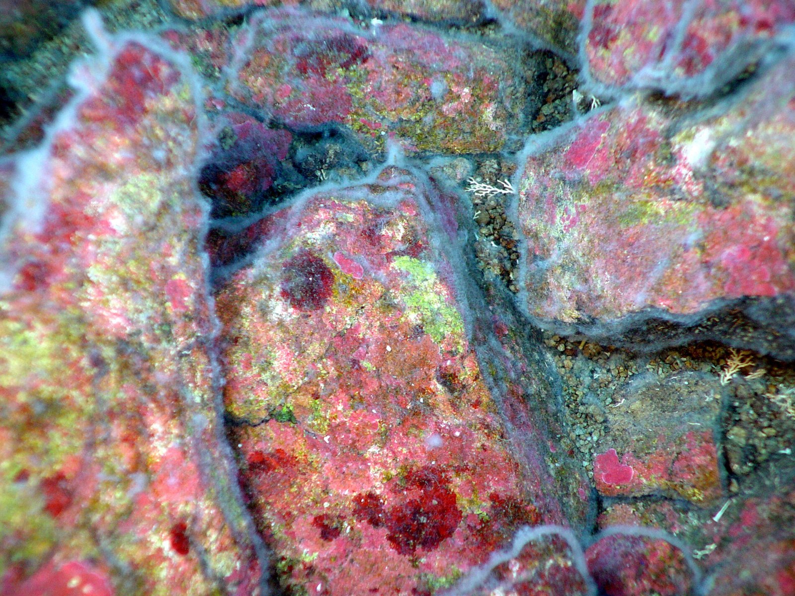Reef Nutrition: The Microbial Kitchen (image credits: wikimedia)