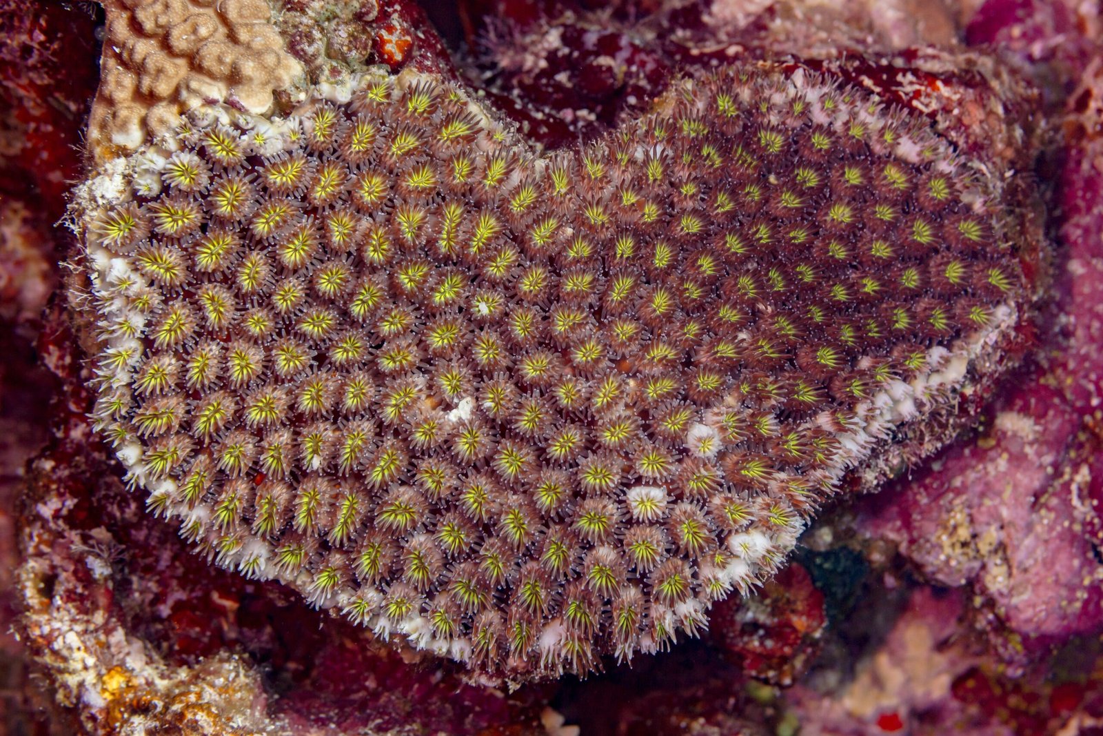 The Black Box: Bacteria Deep Inside Corals (image credits: wikimedia)