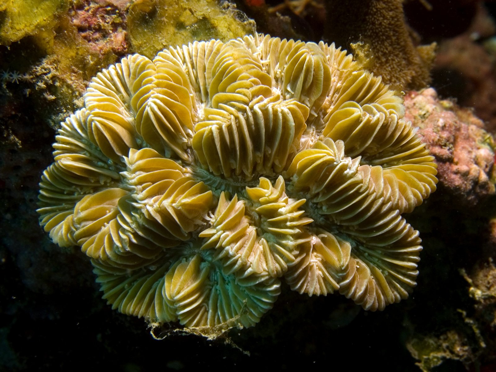 Coral Mucus: The Microbial Marketplace (image credits: wikimedia)