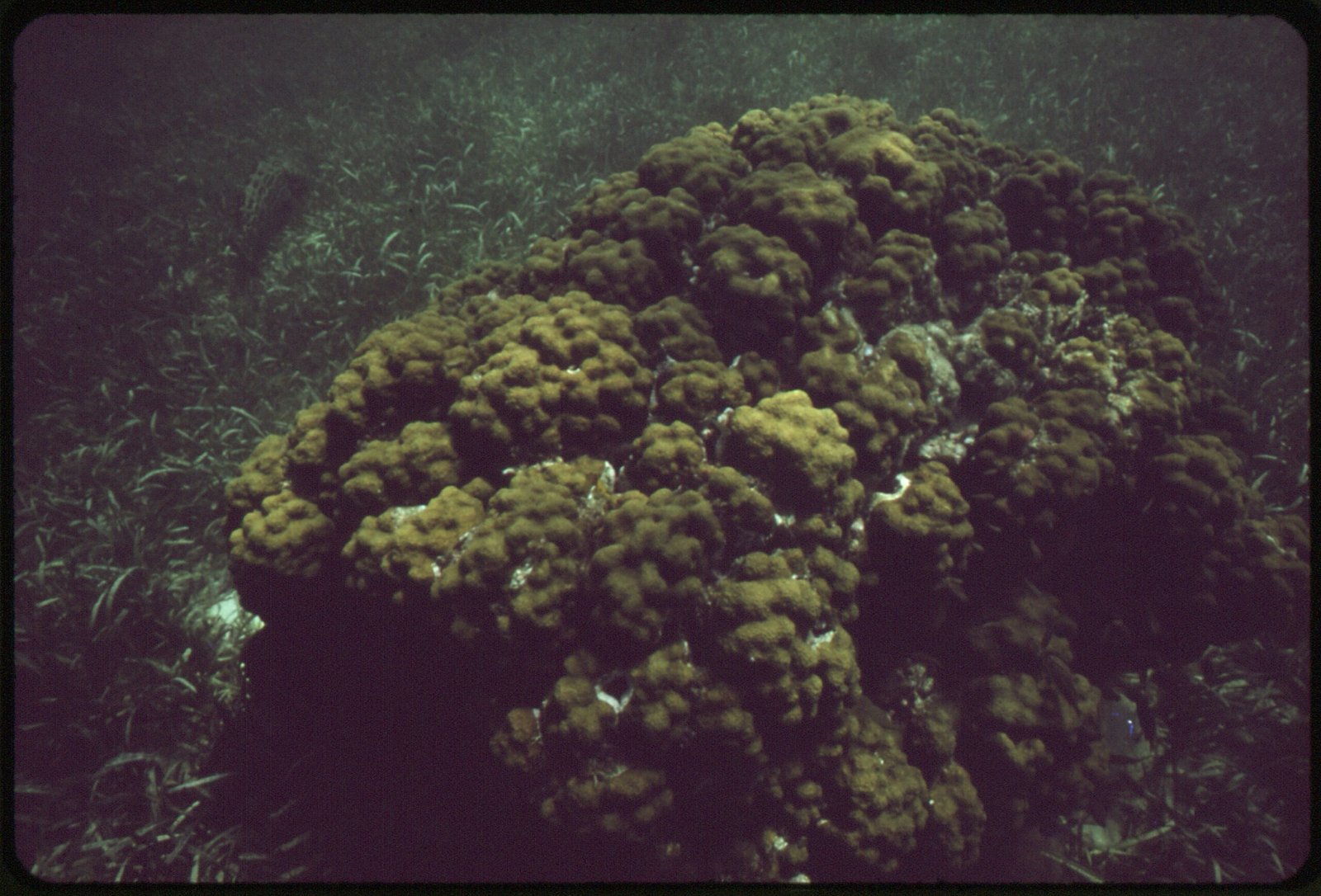 Human Impact: Pollution and Microbial Shifts (image credits: wikimedia)