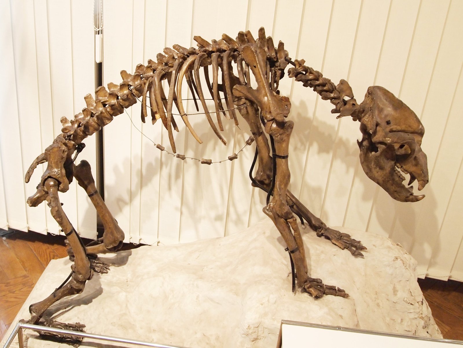 Massive Bones and Muscular Frames (image credits: wikimedia)
