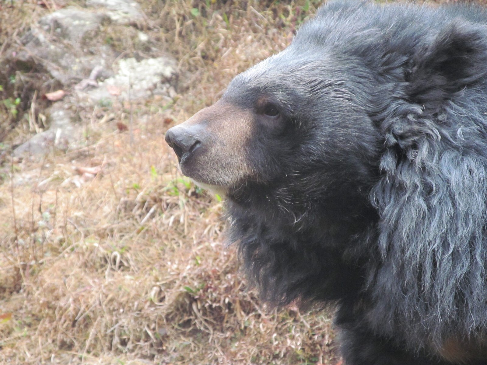 A Grumpy Reputation: Not Just a Myth (image credits: wikimedia)