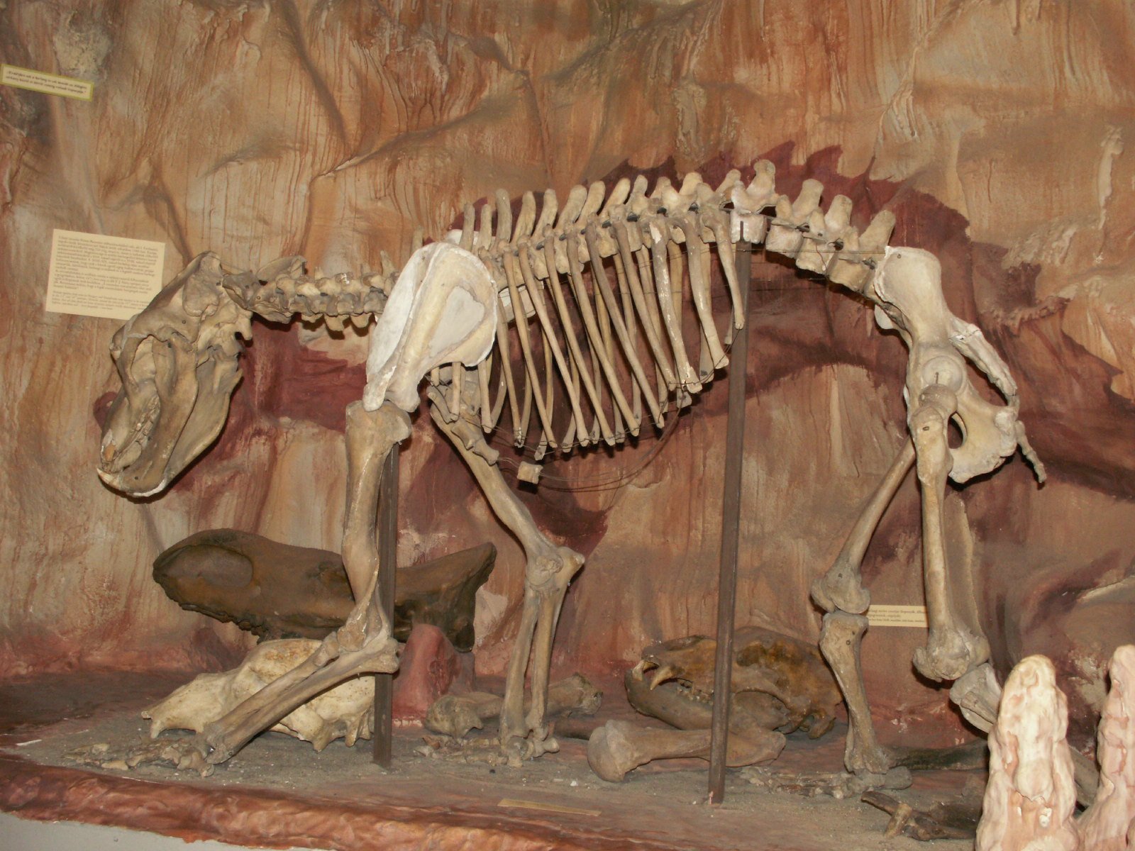 Fossil Discoveries: Bones Tell the Tale (image credits: wikimedia)