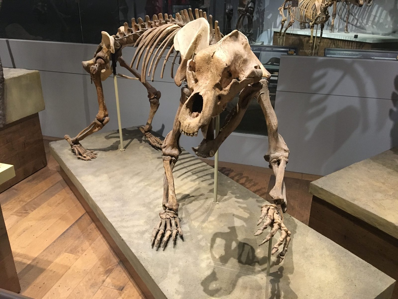 What We Can Learn From Their Bones (image credits: wikimedia)