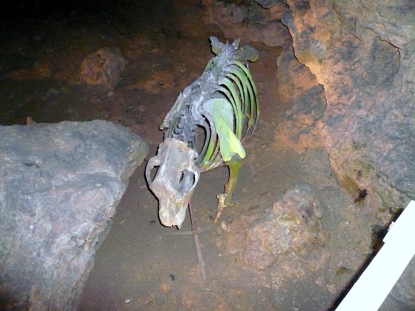 Preserving the Legacy of the Cave Bear (image credits: wikimedia)