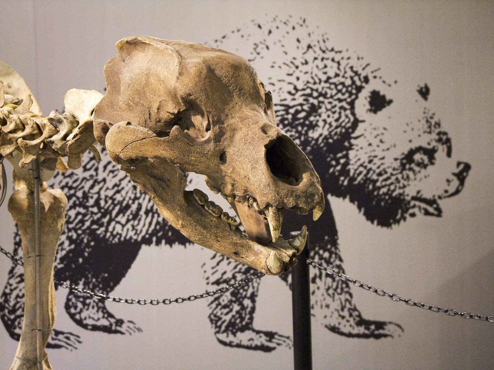 Why the Cave Bear Still Captivates Us (image credits: wikimedia)