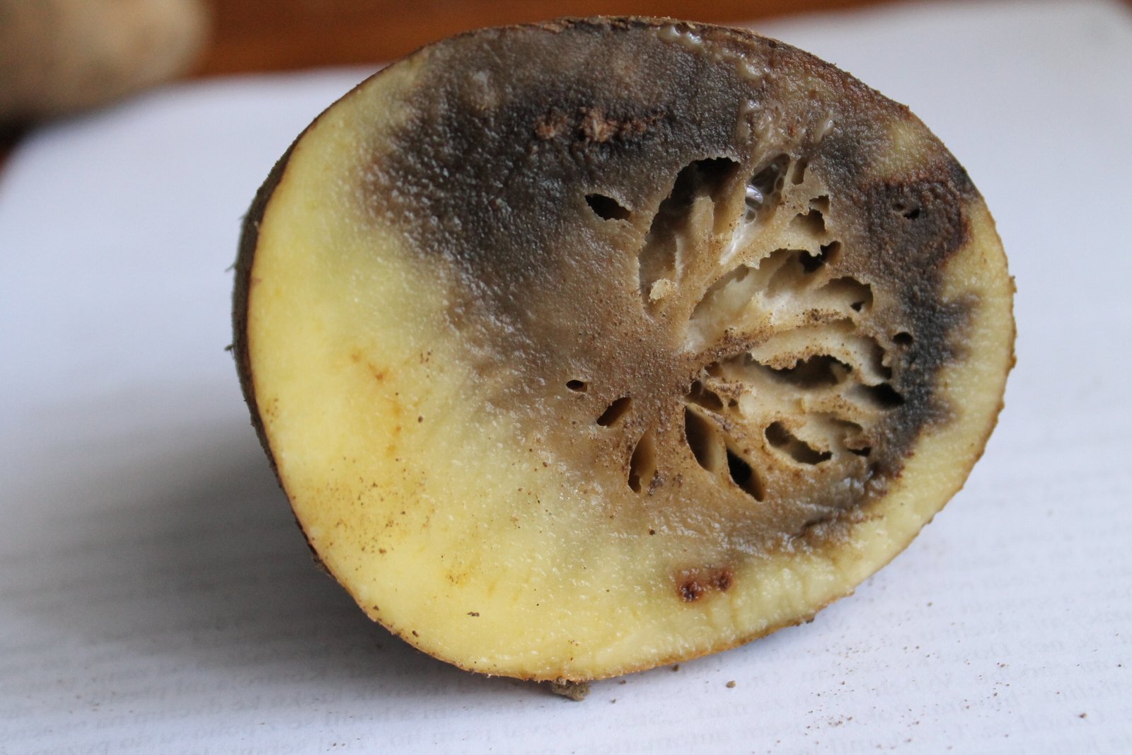 Potato Blight: The Science Behind Catastrophe (image credits: wikimedia)