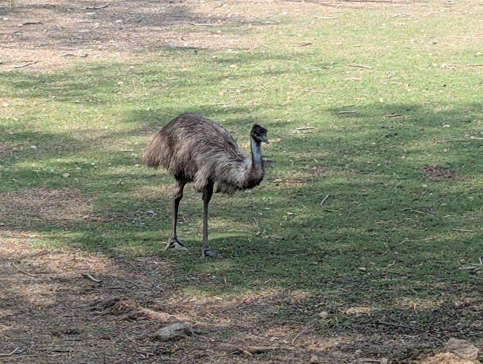 Meet the Elephant Birds (image credits: wikimedia)