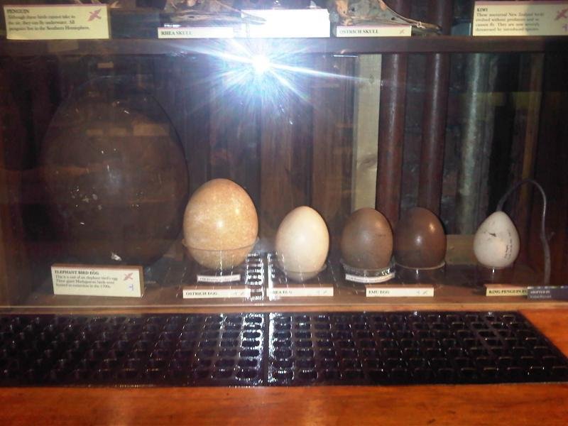 Eggs the Size of Footballs (image credits: wikimedia)