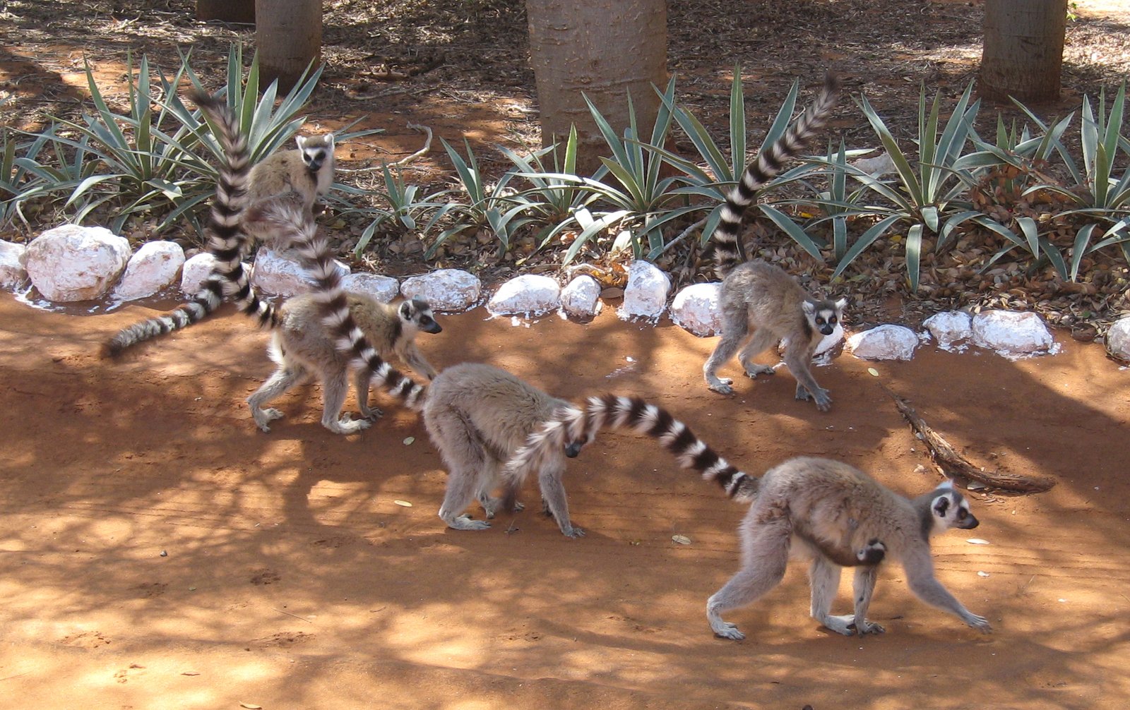 Modern Lemurs: Tiny Survivors (image credits: wikimedia)