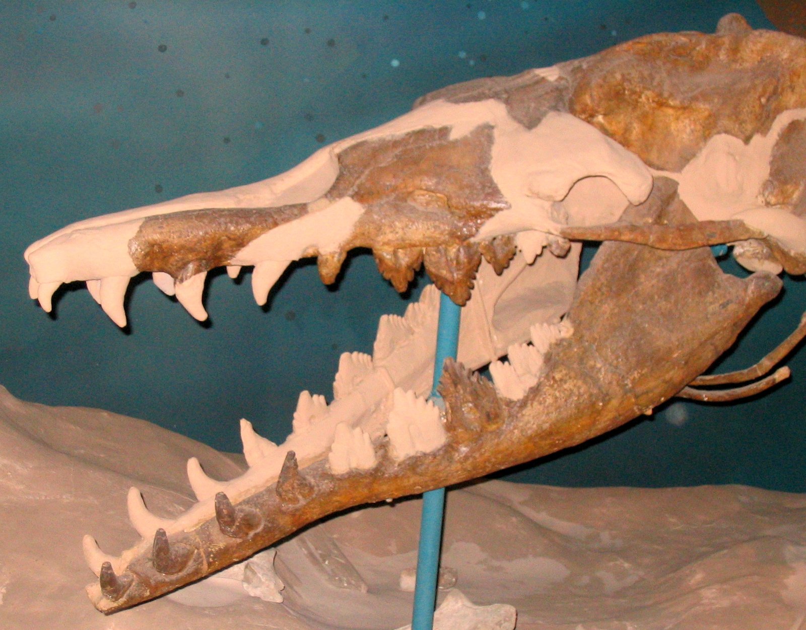 Meet Basilosaurus: The Giant Ruler of Wadi Al-Hitan (image credits: wikimedia)