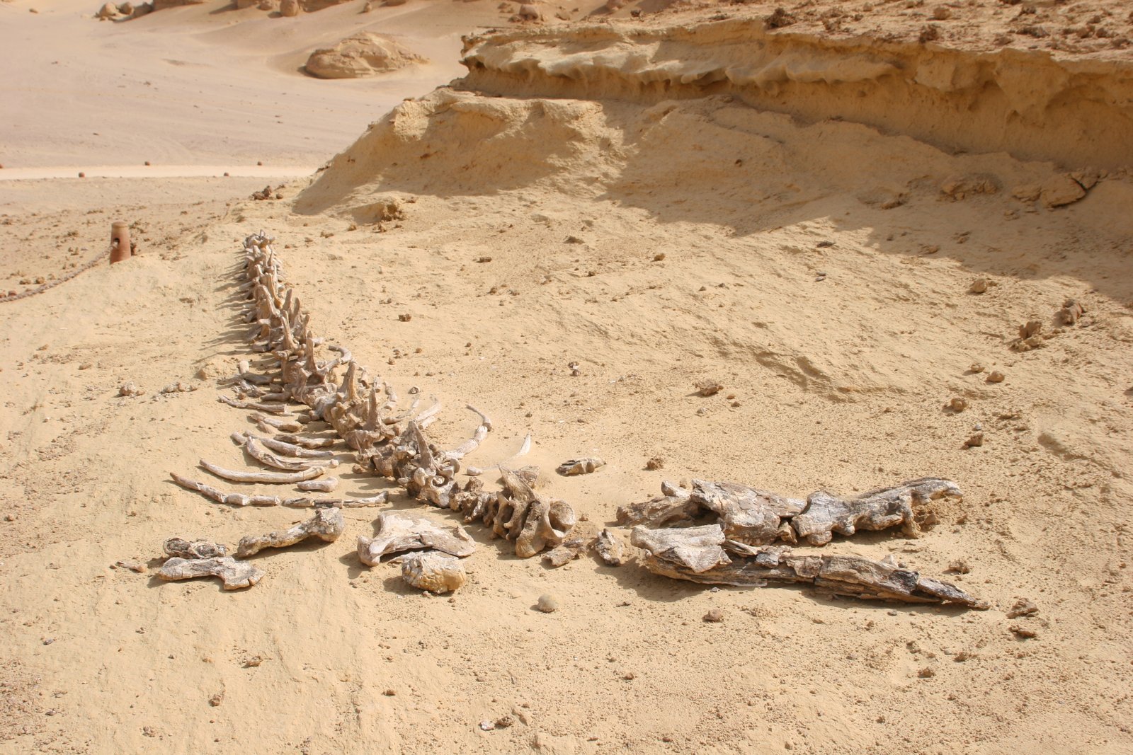 Wadi Al-Hitan’s Role in Global Paleontology (image credits: wikimedia)