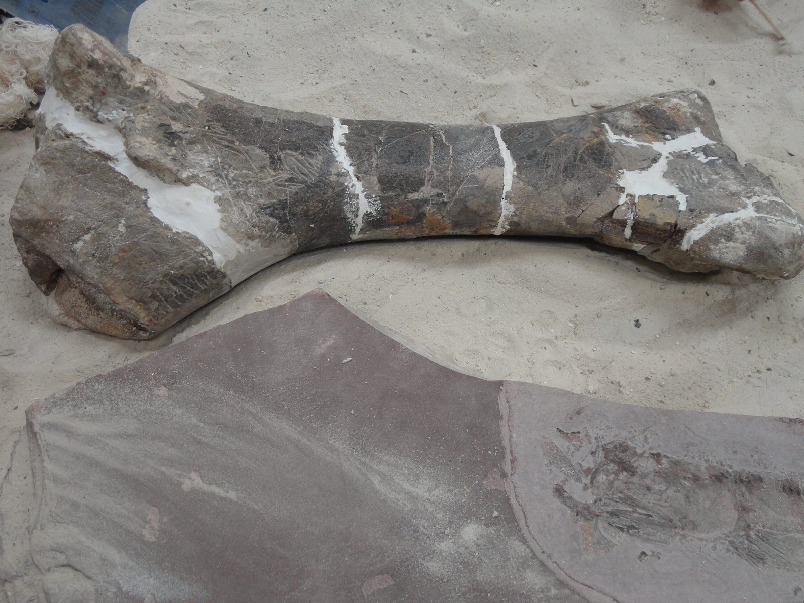 Whale Graveyards Beyond Egypt (image credits: wikimedia)