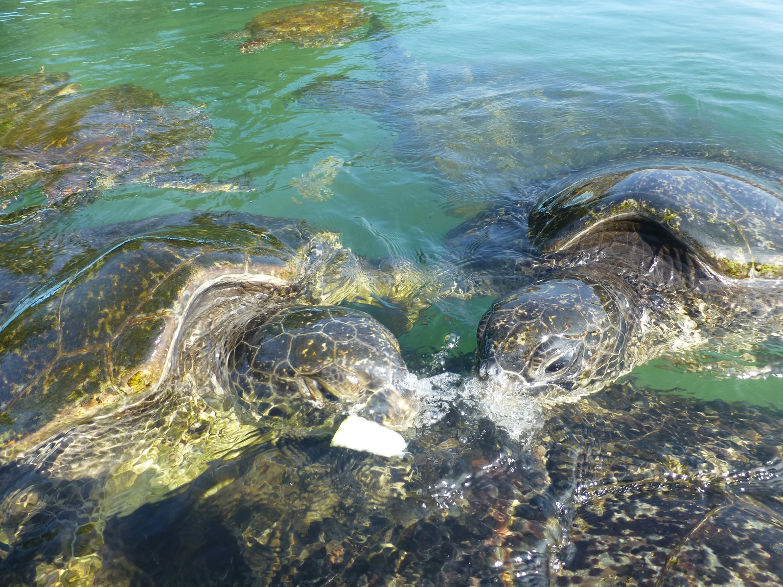 Ancient Navigation: Turtles and Their Epic Journeys (image credits: wikimedia)