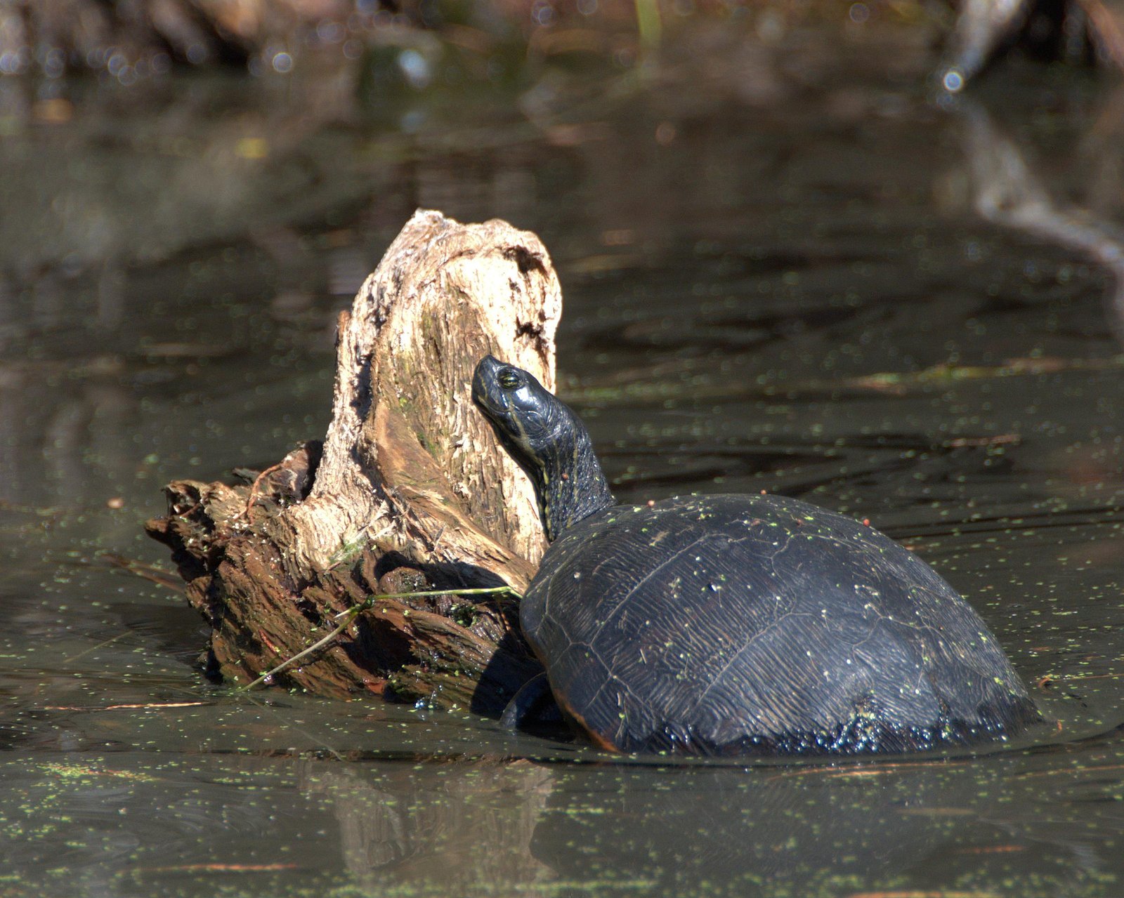 Unexpected Intelligence: Smarter Than They Seem (image credits: wikimedia)