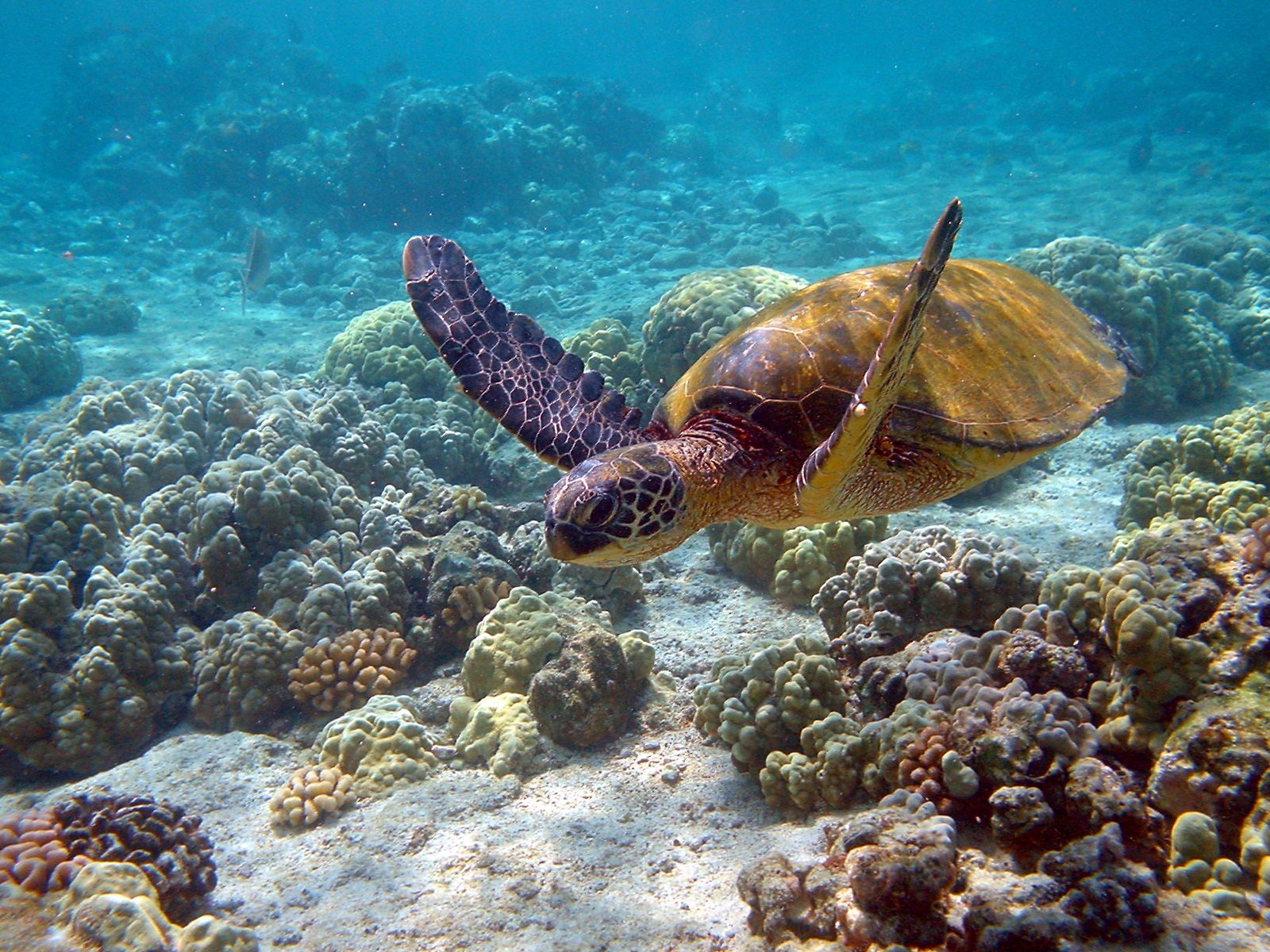 A Call to Action: Protecting the Future of Turtles (image credits: wikimedia)