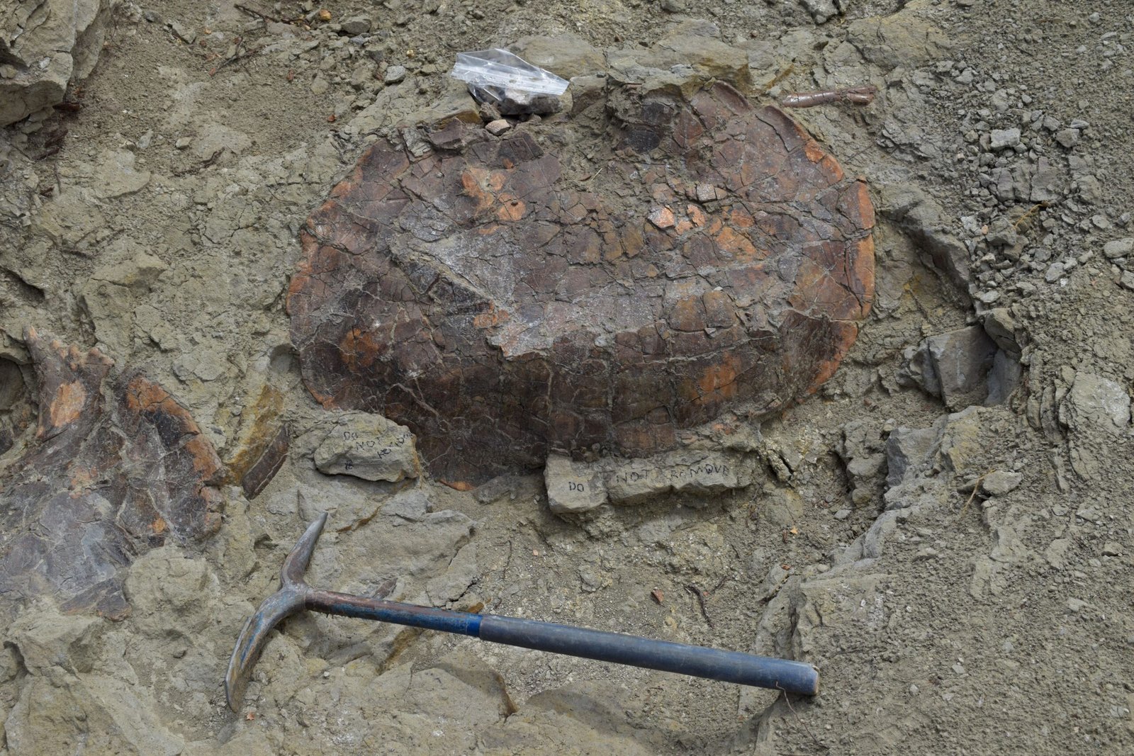 The Origins of Turtle Armor: A Geological Time Machine (image credits: wikimedia)