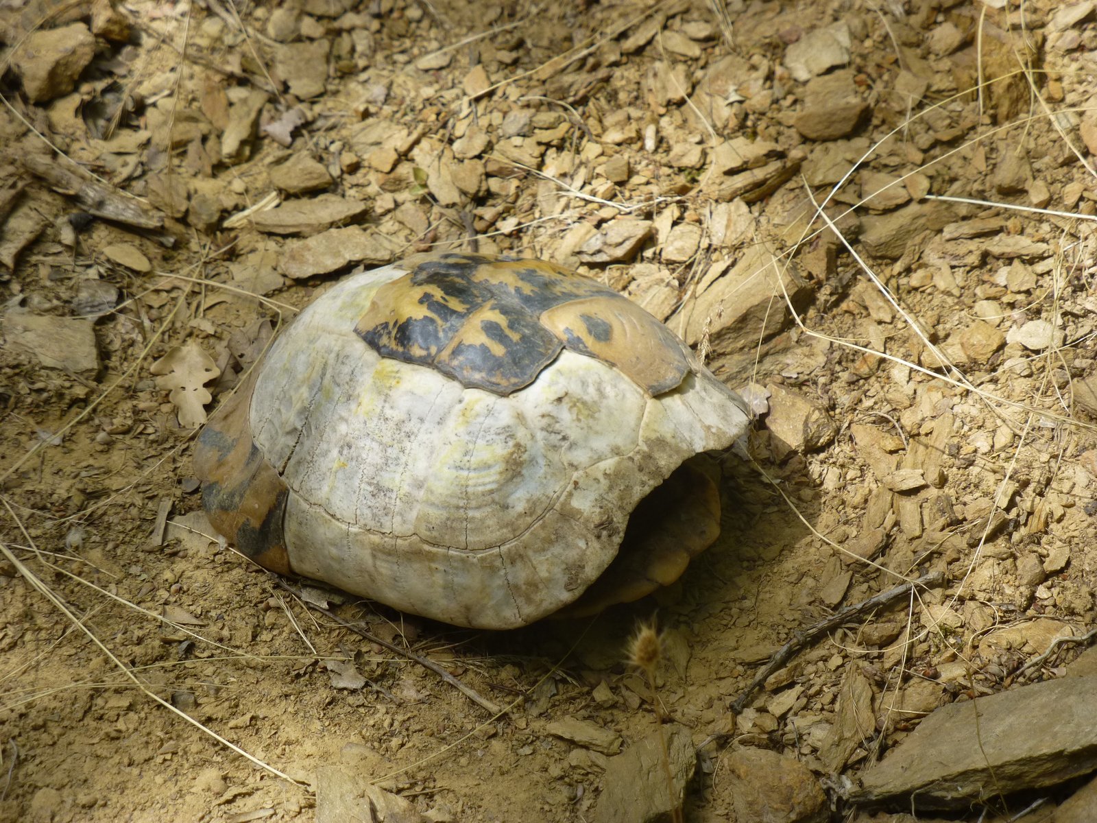 The Anatomy of a Turtle Shell: More Than Just a Shield (image credits: wikimedia)