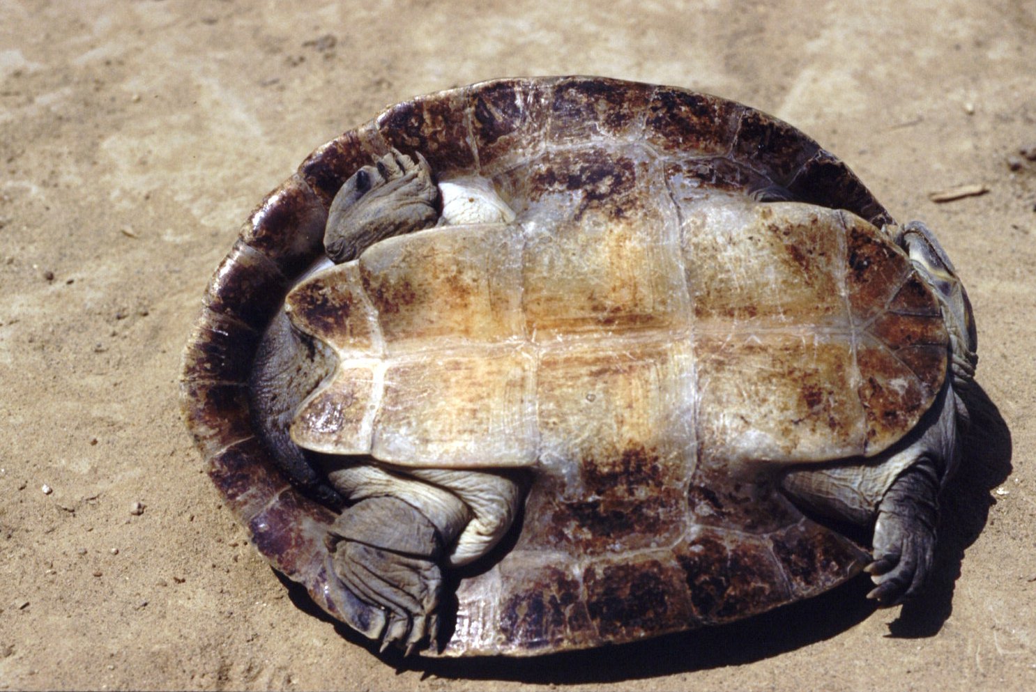 Evolution’s Toolbox: How the Shell Changed the Game (image credits: wikimedia)