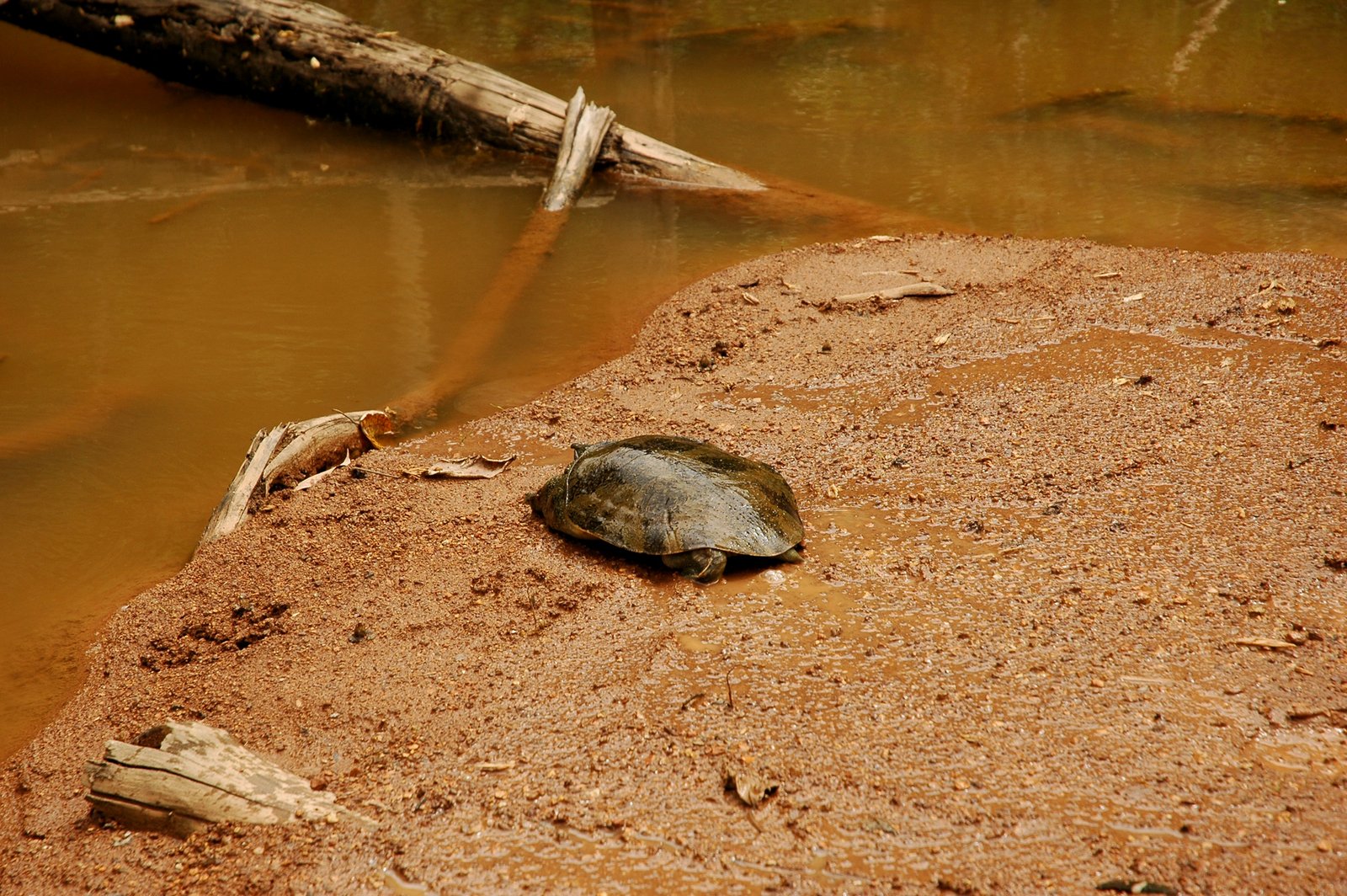 A Living Fortress: The Science Behind Shell Strength (image credits: wikimedia)