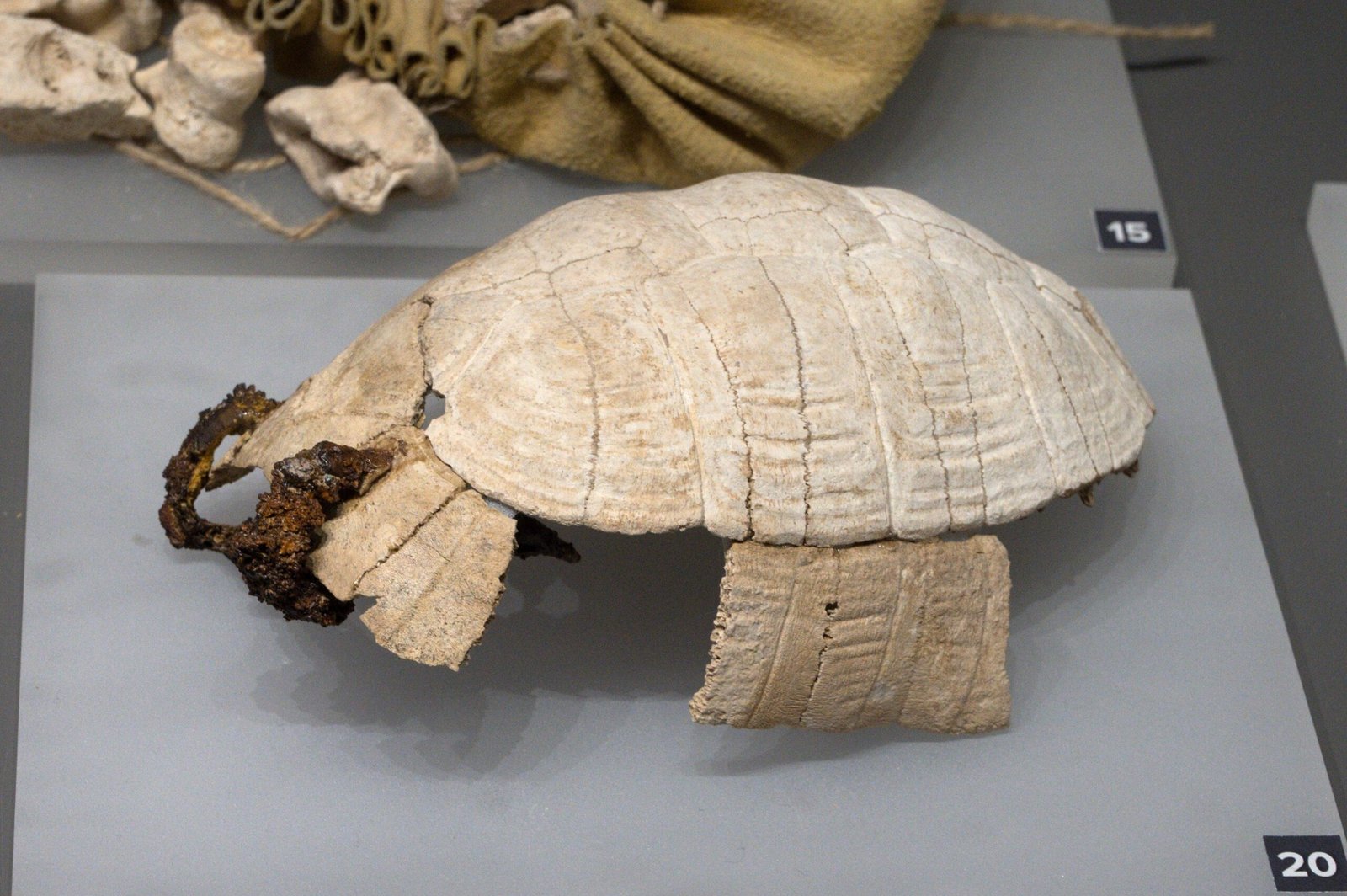 Climate Change and Shell Evolution (image credits: wikimedia)