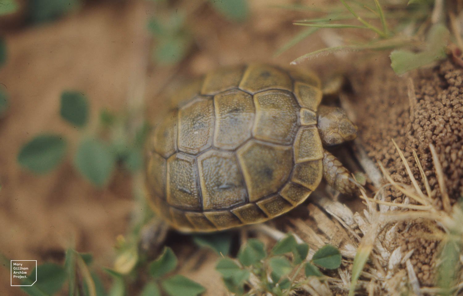 Shell Growth: A Slow and Steady Race (image credits: wikimedia)