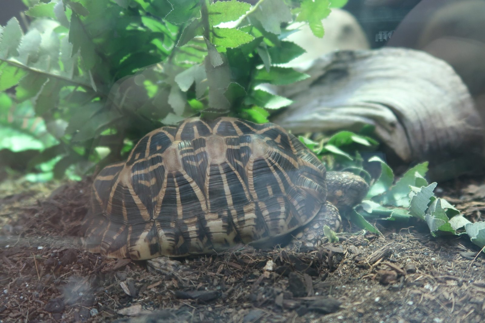 Shells in the City: Urban Turtles and Adaptation (image credits: wikimedia)