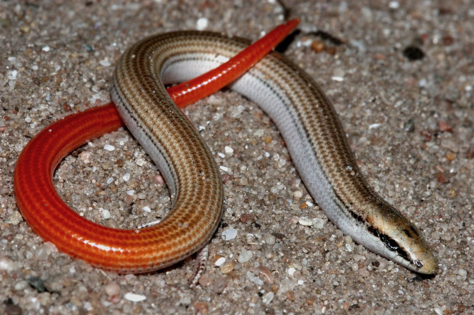 Burrowing and Hiding: The Invisible Roommates (image credits: wikimedia)