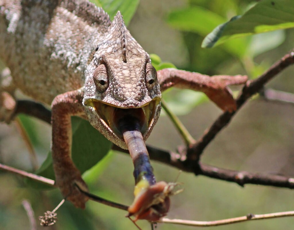 Regurgitating Food: When Dinner Comes Back Up