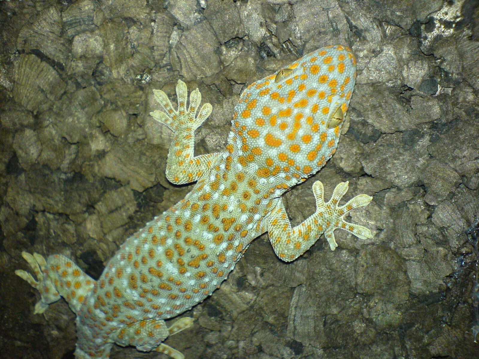 Climbing Vertical Surfaces: The Gravity-Defying Stunts (image credits: wikimedia)