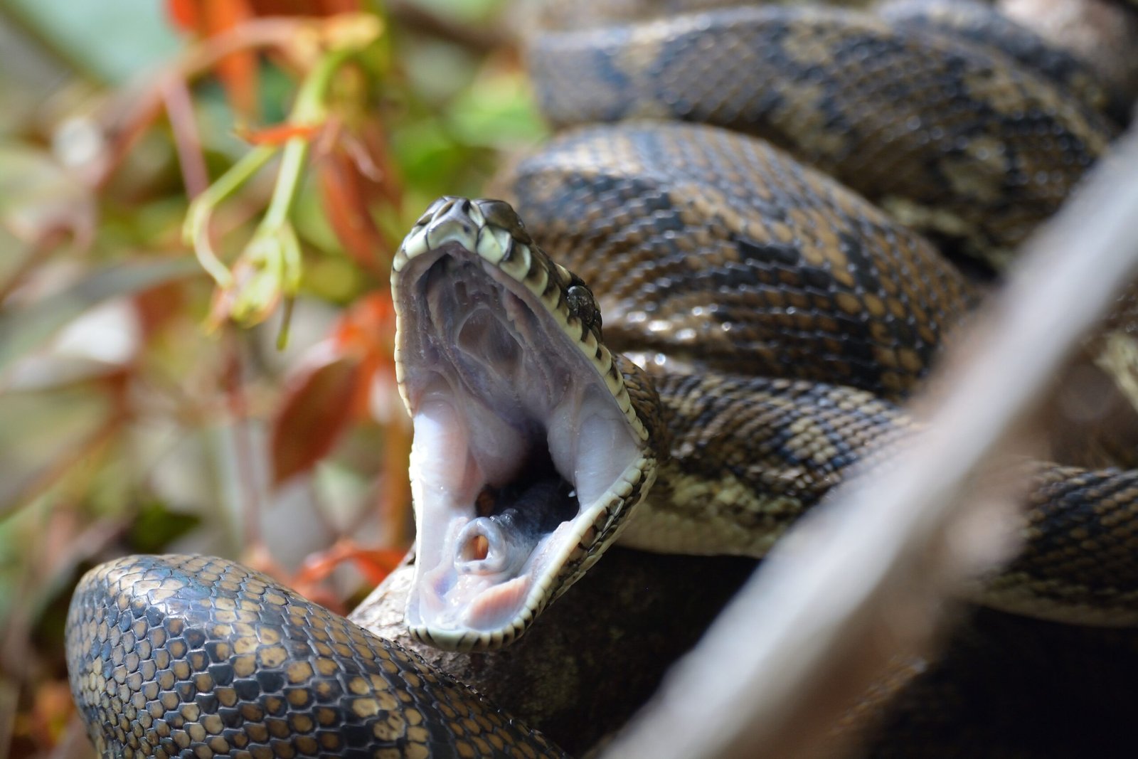 Yawning and Gaping: The Big-Mouth Mystery (image credits: wikimedia)