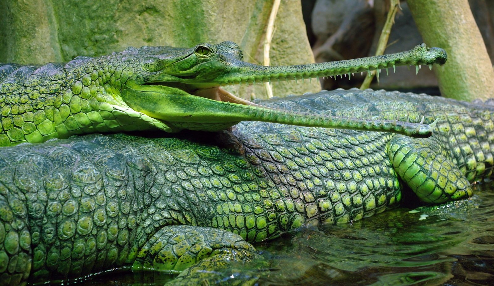 Fishers of the River: The Gharial’s Diet (image credits: wikimedia)