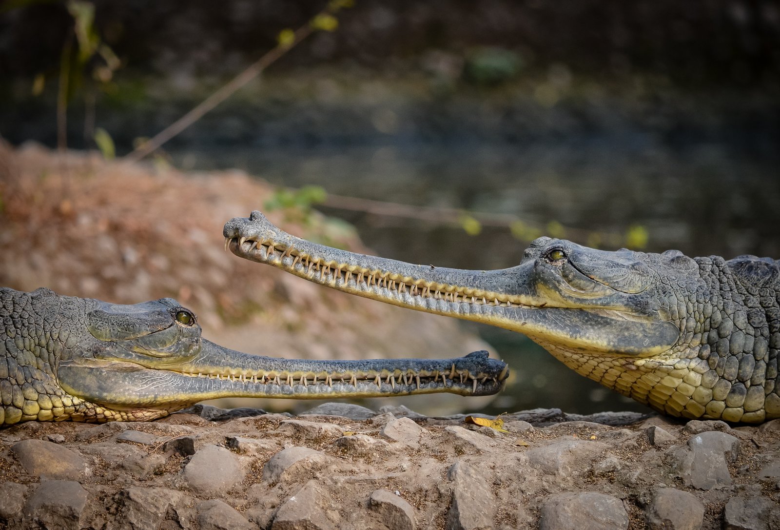 Facing Extinction: A Population in Peril (image credits: wikimedia)